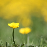 Buy canvas prints of A field of Yellow buttercups. by Kayleigh Meek