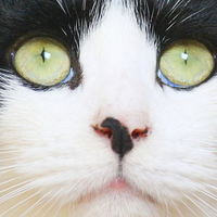 Buy canvas prints of green eyed cat by Kayleigh Meek