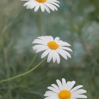 Buy canvas prints of Three daisies in a row by Kayleigh Meek