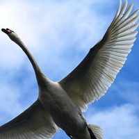 Buy canvas prints of flying swan by Kayleigh Meek