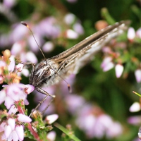 Buy canvas prints of A butterfly amongst the heather by Kayleigh Meek