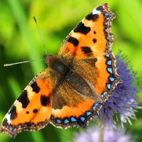 Buy canvas prints of beautiful butterfly by Kayleigh Meek