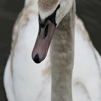 Buy canvas prints of Wonderful swan by Kayleigh Meek