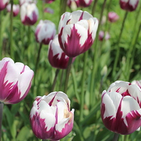 Buy canvas prints of Tulips by Kayleigh Meek