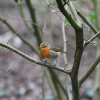 Buy canvas prints of robin in a tree by Kayleigh Meek