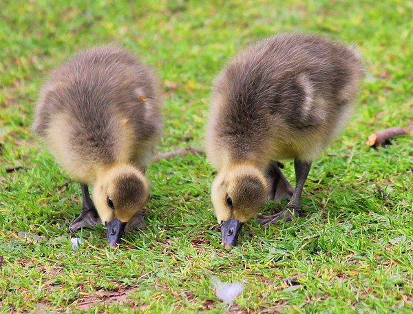 Two Ducklings Picture Board by Kayleigh Meek