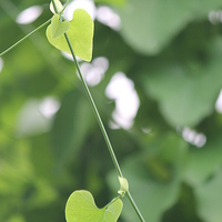 Buy canvas prints of heart shaped leaf by Kayleigh Meek