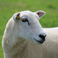 Buy canvas prints of Sheep by Kayleigh Meek