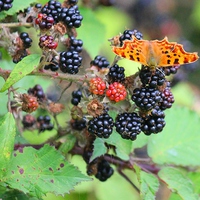 Buy canvas prints of Butterfly and Berries by Kayleigh Meek