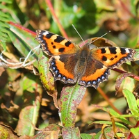 Buy canvas prints of small tortoiseshell butterfly by Kayleigh Meek