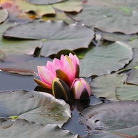 Buy canvas prints of water lilies by Kayleigh Meek