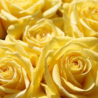 Buy canvas prints of  Yellow Roses by Kayleigh Meek