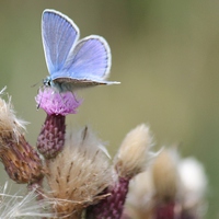 Buy canvas prints of  Blue butterfly and thistle by Kayleigh Meek