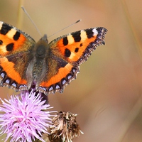 Buy canvas prints of  Small Tortoiseshell Butterfly by Kayleigh Meek