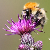 Buy canvas prints of  Bumble bee on a thistle by Kayleigh Meek