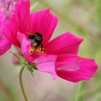 Buy canvas prints of  collecting nectar  by Kayleigh Meek