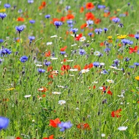 Buy canvas prints of  Colourful meadow  by Kayleigh Meek
