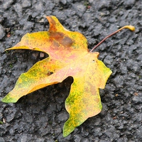 Buy canvas prints of  Autumn Leaf by Kayleigh Meek