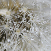 Buy canvas prints of Close up seeds and water droplets by Kayleigh Meek