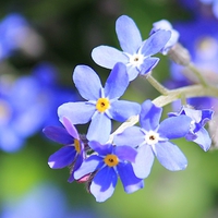 Buy canvas prints of  Forget Me Not by Kayleigh Meek