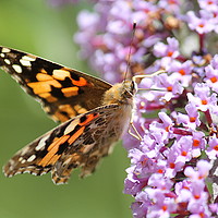 Buy canvas prints of Painted Lady Butterfly  by Kayleigh Meek