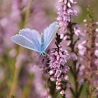 Buy canvas prints of Small Blue and heather by Kayleigh Meek