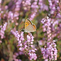 Buy canvas prints of Small Copper Butterfly by Kayleigh Meek