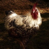 Buy canvas prints of The Cockerel by Alison Streets