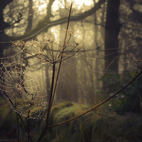 Buy canvas prints of The Cobweb by Alison Streets