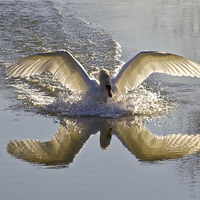 Buy canvas prints of Landing Swan by Jim O'Donnell