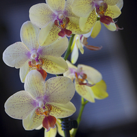 Buy canvas prints of Yellow Orchids by Jim O'Donnell