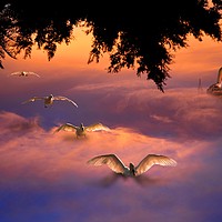 Buy canvas prints of Abstract Swans landing in the clouds by Jim O'Donnell