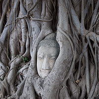 Buy canvas prints of A Buddha head with a tree growing around it  by Jim O'Donnell