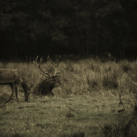 Buy canvas prints of Stag in Killarney by Aaron Fleming