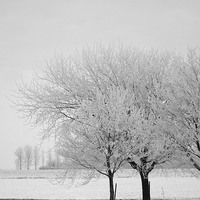 Buy canvas prints of Wintry Trees by Judith Head
