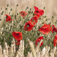 Buy canvas prints of Corn Poppies 02 by Judith Head