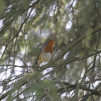 Buy canvas prints of  Singing Robin by Judith Head