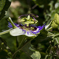 Buy canvas prints of Passion Flower Profile by Judith Head