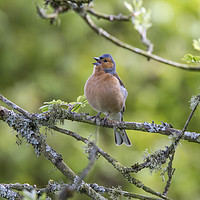 Buy canvas prints of Singing Chaffinch by Judith Head