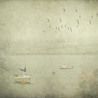 Buy canvas prints of Misty Morning on the Camel Estuary by Jenni Cheesman