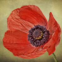 Buy canvas prints of Red Poppy by Jenni Cheesman