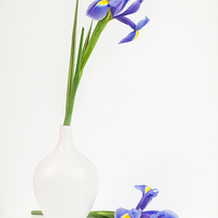 Buy canvas prints of Blue Iris by Jenni Cheesman