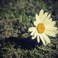 Buy canvas prints of  Daisy vintage by Matthew Silver