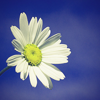 Buy canvas prints of  Daisy in a summers sky with a vintage effect by Matthew Silver