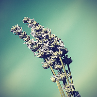 Buy canvas prints of  Lavender against a summers sky - vintage effect by Matthew Silver