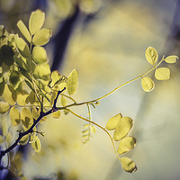 Buy canvas prints of  Vintage effect tree by Matthew Silver