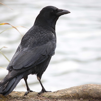 Buy canvas prints of  Crow by a lake by Matthew Silver