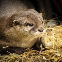 Buy canvas prints of  Otter close up by Matthew Silver