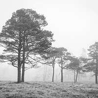 Buy canvas prints of Scots Pines at Loch Tulla. by Garry Smith