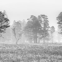 Buy canvas prints of Misty Trees at Loch Tulla. (mono) by Garry Smith